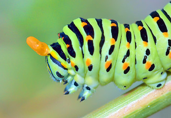 Image showing papilio machaon caterpillar