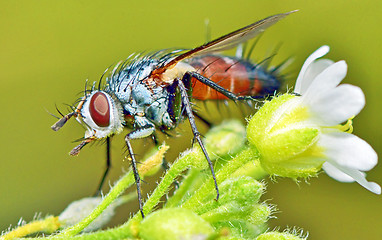 Image showing macro fly portrait