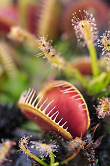 Image showing Carnivorous venus fly traps and sundews