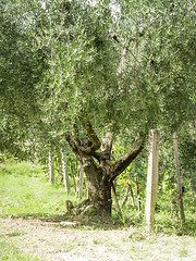 Image showing Olive trees