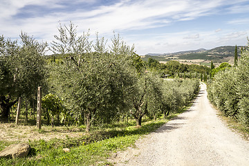 Image showing Olive trees