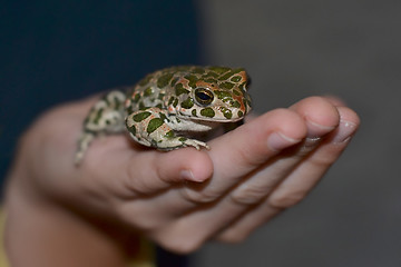 Image showing big frog in a hand