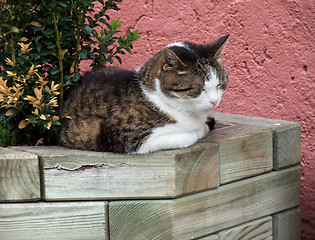 Image showing resting cat