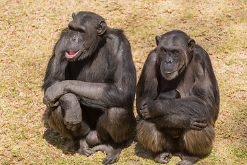 Image showing Two chimps