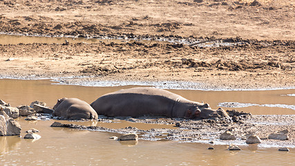 Image showing Mudding hippos