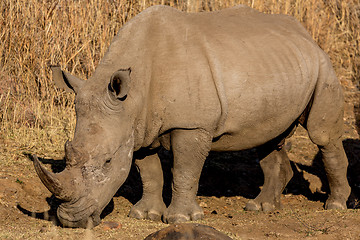 Image showing A rhino grazing