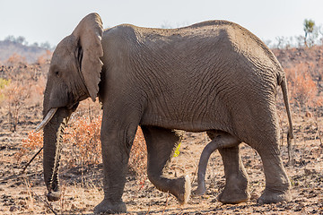 Image showing Six legged Mammal