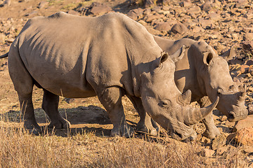 Image showing Rhinos grazing