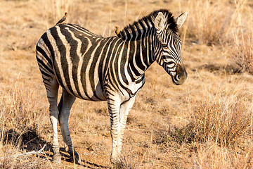 Image showing Zebra