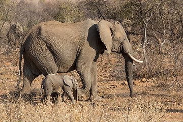 Image showing Mother and baby elephants