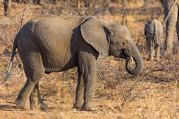 Image showing Young Elephant in the wild