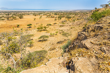 Image showing Abjatta-Shalla national park