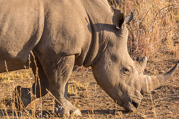 Image showing A rhino grazing