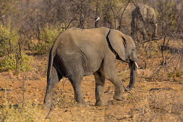 Image showing Young Elephant in the wild