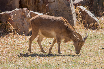 Image showing Barbary Sheep