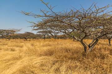 Image showing Acacia tree