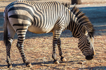 Image showing Zebra