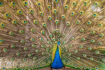 Image showing Peacock