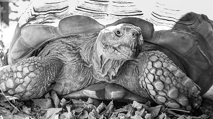 Image showing Sulcata Tortoise