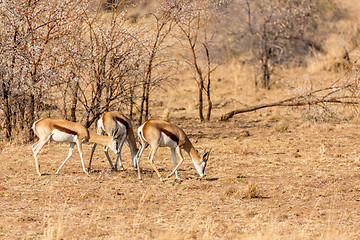 Image showing Springbok