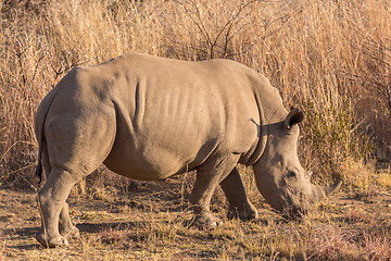 Image showing A rhino grazing