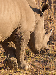 Image showing A rhino grazing