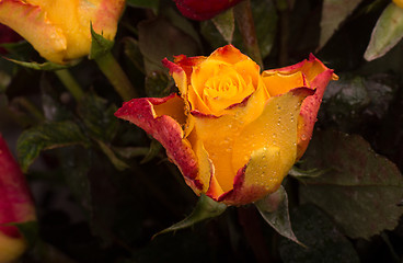 Image showing Rose