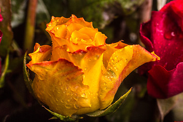 Image showing Rose