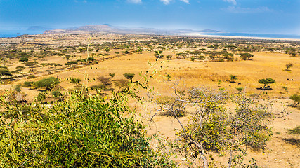 Image showing Abjatta-Shalla national park