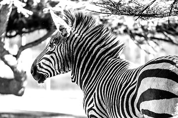 Image showing Zebra