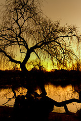 Image showing Silhouette of a tree