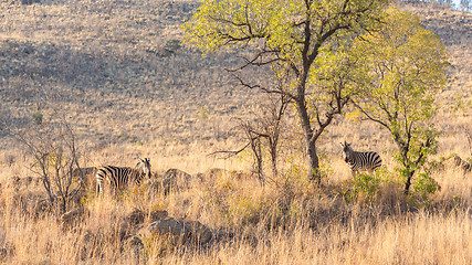 Image showing Zebras on the lookout