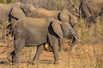 Image showing Elephants in the wild