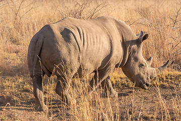 Image showing A rhino grazing