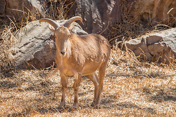 Image showing Barbary Sheep