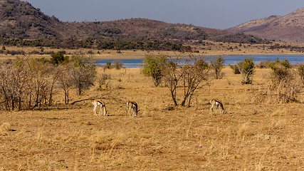 Image showing Springbok