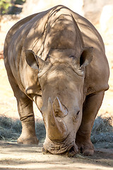 Image showing Adult Rhino