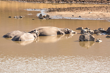 Image showing Mudding hippos