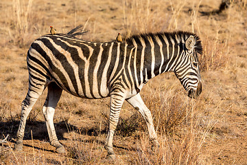 Image showing Zebra