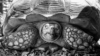 Image showing Sulcata Tortoise