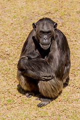 Image showing Chimp communication