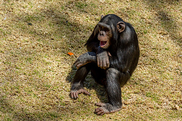 Image showing Chimp communication