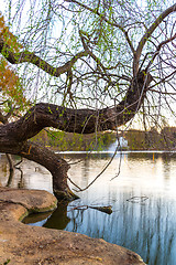 Image showing Zoo lake