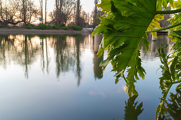 Image showing Silhouette of a tree