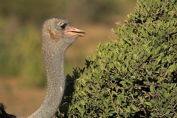 Image showing ostrich