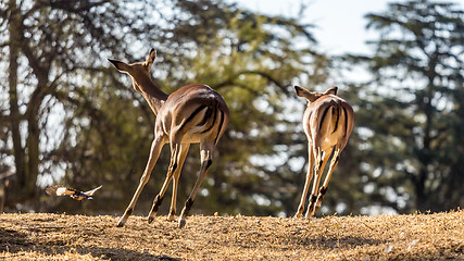 Image showing Springboks on the run