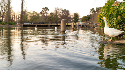 Image showing Ducks on zoo lake