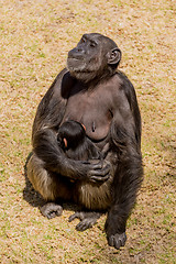 Image showing Chimp communication