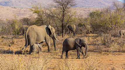 Image showing Elephants in the wild