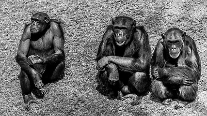 Image showing Three wise chimps